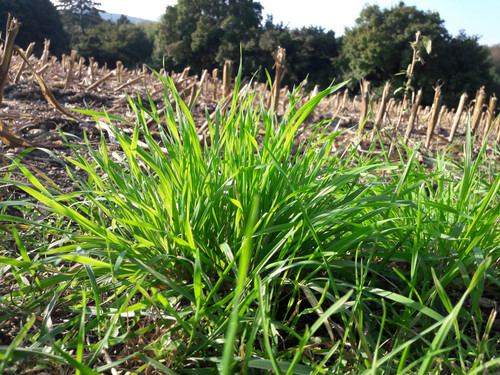 Great Green Grass.jpg