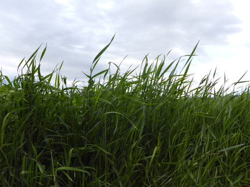 Flora Grass A Green Lawn Publicdomain (11).jpg