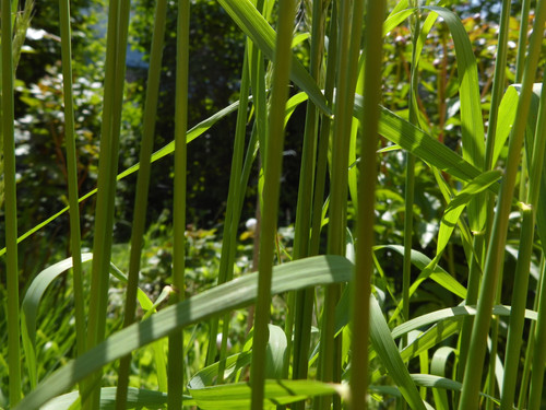 Green garden Grass.jpg