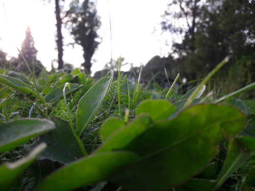 From View Of A Midget.jpg