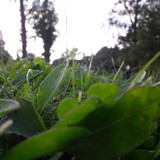 From View Of A Midget