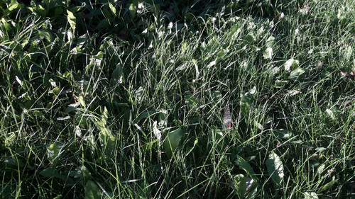 Classic Nature Shot.jpg