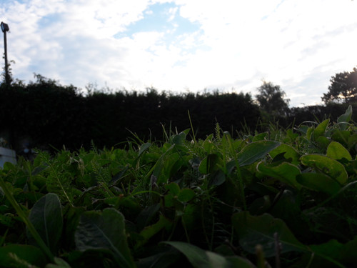 View Of A Goblin.jpg