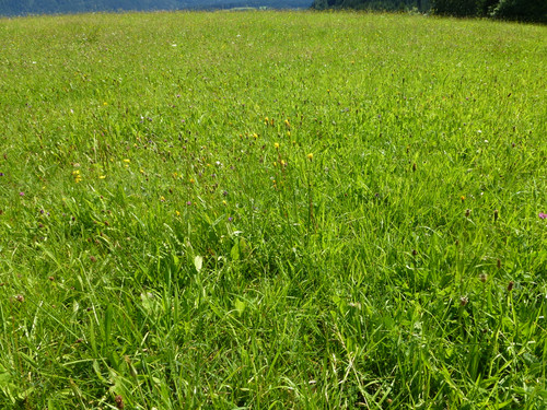 Green Land Hills.jpg