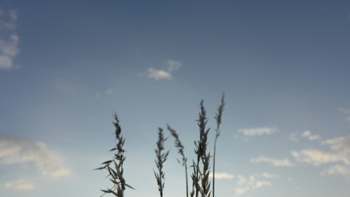 Grass; Publicdomain; Cc0; Freeimage;.jpg