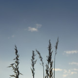 Grass; Publicdomain; Cc0; Freeimage;