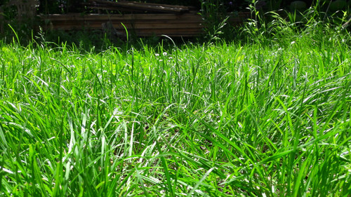 Flora Grass Green Lawn Publicdomain (11).jpg