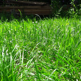 Flora Grass Green Lawn Publicdomain (11)
