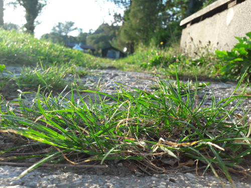 Groundgrass In Gardens.jpg