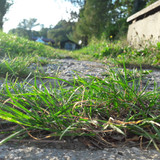 Groundgrass In Gardens