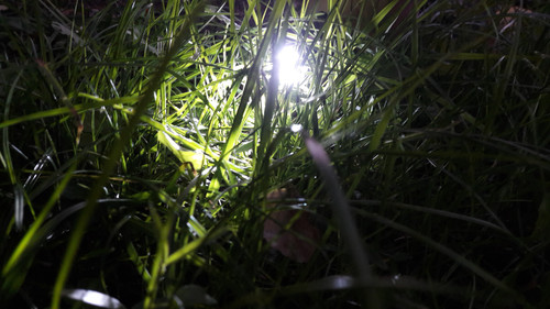 Light Behind Grass.jpg