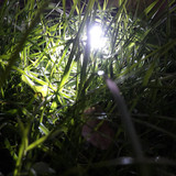 Light Behind Grass