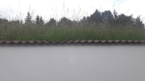 Flora Grass Green Lawn Publicdomain (12).jpg