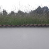 Flora Grass Green Lawn Publicdomain (12)