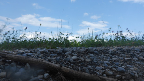 Grass; Publicdomain; Cc0; Freeimage;.jpg