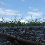 Grass; Publicdomain; Cc0; Freeimage;