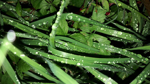 Green Leafs At Night.jpg