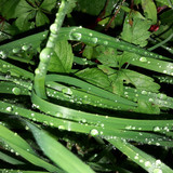 Green Leafs At Night