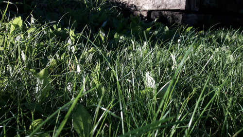 Classic Nature Shot.jpg