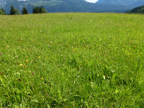 Green Land Hills.jpg