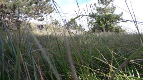 Nature Grass.jpg