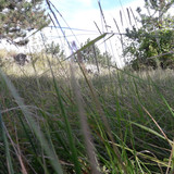 Nature Grass