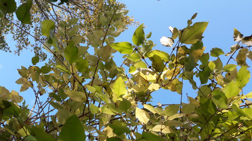 Leafs; Publicdomain; Cc0; Freeimage;.jpg