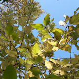 Leafs; Publicdomain; Cc0; Freeimage;