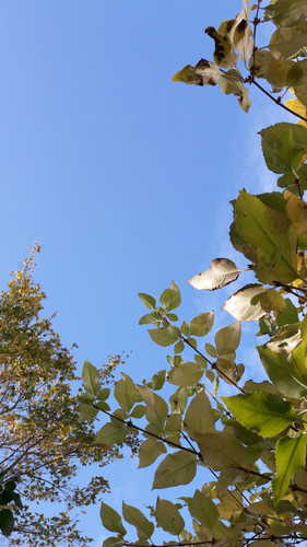 Leafs; Publicdomain; Cc0; Freeimage;.jpg