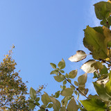 Leafs; Publicdomain; Cc0; Freeimage;