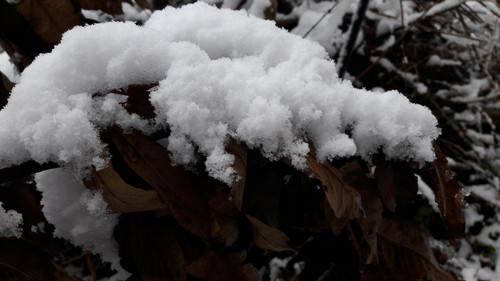 Leafs; Publicdomain; Cc0; Freeimage;.jpg