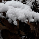 Leafs; Publicdomain; Cc0; Freeimage;