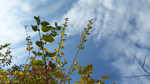 Leafs; Publicdomain; Cc0; Freeimage;.jpg