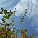 Leafs; Publicdomain; Cc0; Freeimage;