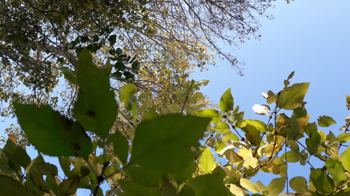 Leafs; Publicdomain; Cc0; Freeimage;.jpg