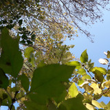 Leafs; Publicdomain; Cc0; Freeimage;