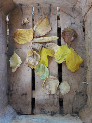 Leafs; Publicdomain; Cc0; Freeimage;.jpg