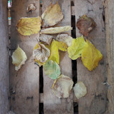 Leafs; Publicdomain; Cc0; Freeimage;