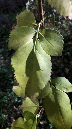 Leafs; Publicdomain; Cc0; Freeimage;.jpg