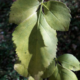 Leafs; Publicdomain; Cc0; Freeimage;