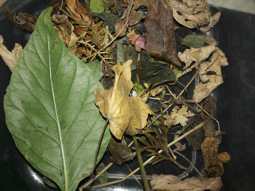 Leafs; Publicdomain; Cc0; Freeimage;.jpg