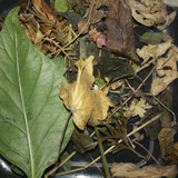 Leafs; Publicdomain; Cc0; Freeimage;