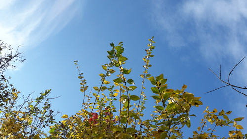 Leafs; Publicdomain; Cc0; Freeimage;.jpg