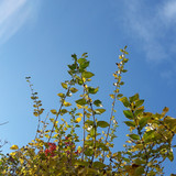 Leafs; Publicdomain; Cc0; Freeimage;