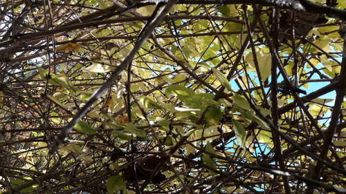 Leafs; Publicdomain; Cc0; Freeimage;.jpg