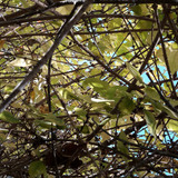 Leafs; Publicdomain; Cc0; Freeimage;