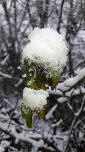 Leafs; Publicdomain; Cc0; Freeimage;.jpg