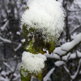 Leafs; Publicdomain; Cc0; Freeimage;