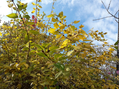 Leafs; Publicdomain; Cc0; Freeimage;.jpg