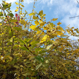 Leafs; Publicdomain; Cc0; Freeimage;